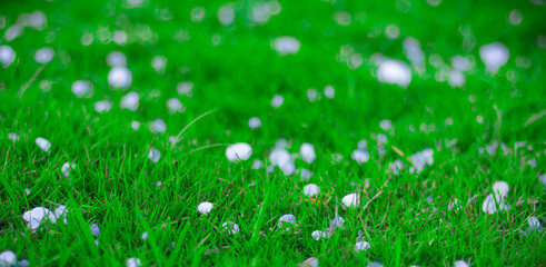 Flakes and balls of ice crystals on green grass after a hail storm appearing scenic in a shallow depth of field landscape image