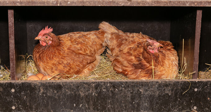 Laying Hens In A Nest Box