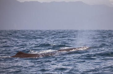 Fototapeta premium A sperm whales blow is seen along the coast of New Zealand.