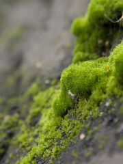 moss on the asphalt