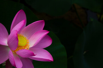 Pink lotus flower Nelumbo nucifera close up in summer