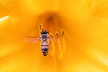 A macro photograph of a honey bee pollenating a yellow flower.