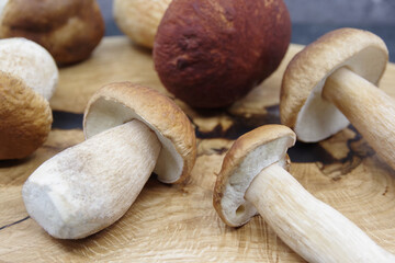 Boletus mushrooms prepared for cooking. Boletuson on a wooden tray. Boletus edulis. Closeup