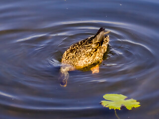 ducks on the lake
