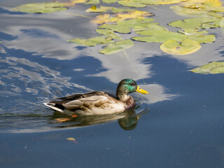 ducks on the lake