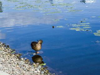 ducks on the lake
