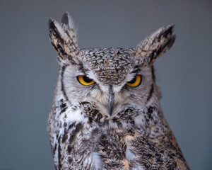 great horned owl