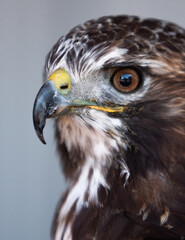 Swainson's Hawk