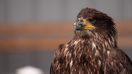 portrait of a eagle