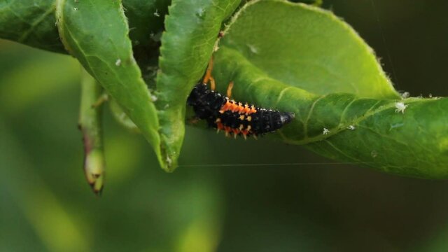 ladybug larva crawling on the plant