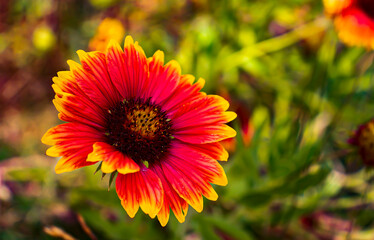 Red Flower

