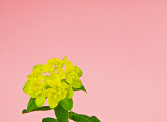 Yellow clumped spring flower known as cushion spurge on a pink pastel background, scientific name...