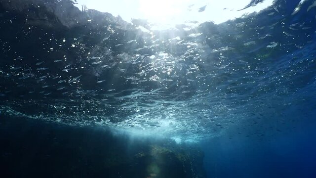 silversides hiding behind secret rocks  under sun shine and beams underwater silverside fish school wavy sea protection ocean scenery