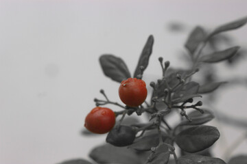 red fruit