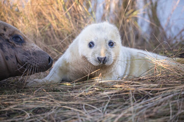 Fototapeta premium A cute grey seal pup stares curiously at the camera.