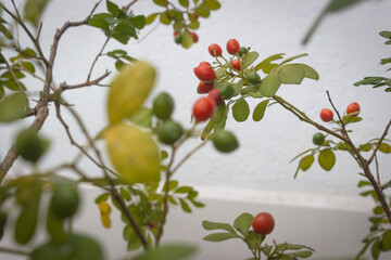 red fruit and color