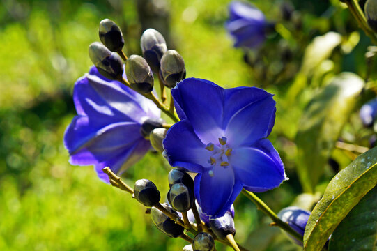 Blue flowers (Maripa violacea), Rio de Janeiro, Brazil