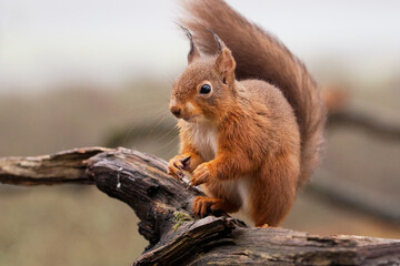 Close up of a cute red squirrel crouching on a branch.