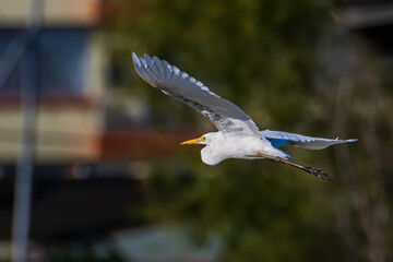 Nature wildlife image of Great Egret bird flying around paddy field