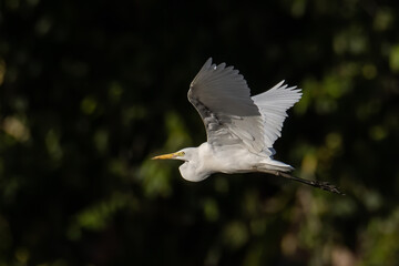 Nature wildlife image of Great Egret bird flying around paddy field