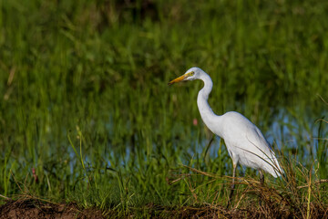Nature wildlife image of Great Egret bird walk on paddy field