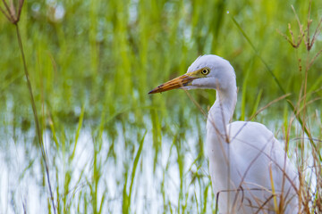 Nature wildlife image of Great Egret bird walk on paddy field