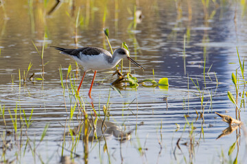 Obraz premium Nature wildlife image of cute Black-winged stilt bird walk on paddy filed.
