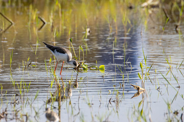 Nature wildlife image of cute Black-winged stilt bird walk on paddy filed.
