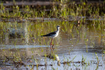 Nature wildlife image of cute Black-winged stilt bird walk on paddy filed.