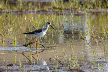 Nature wildlife image of cute Black-winged stilt bird walk on paddy filed.