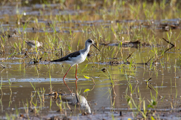 Nature wildlife image of cute Black-winged stilt bird walk on paddy filed.