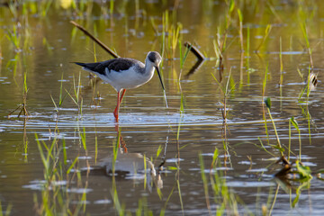 Obraz premium Nature wildlife image of cute Black-winged stilt bird walk on paddy filed.