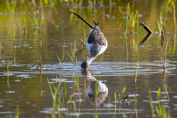 Nature wildlife image of cute Black-winged stilt bird walk on paddy filed.