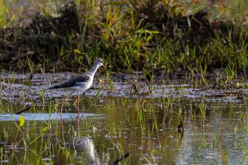Nature wildlife image of cute Black-winged stilt bird walk on paddy filed.