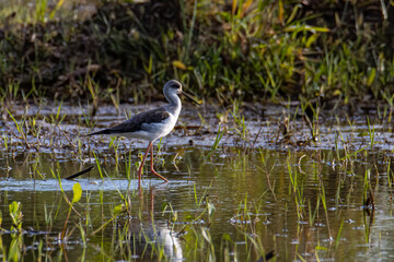 Nature wildlife image of cute Black-winged stilt bird walk on paddy filed.