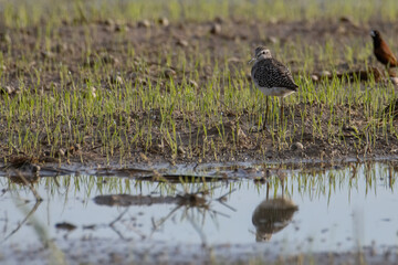 Nature wildlife image of cute water bird Wood Sandpiper
