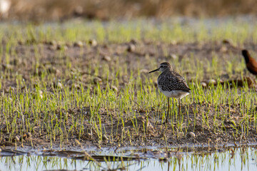 Nature wildlife image of cute water bird Wood Sandpiper