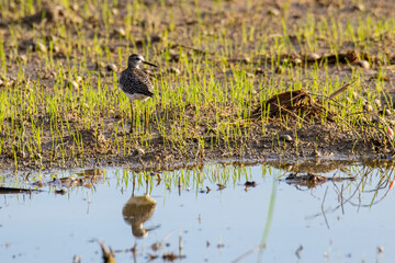 Nature wildlife image of cute water bird Wood Sandpiper