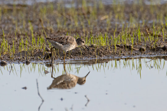 Nature wildlife image of cute water bird Wood Sandpiper