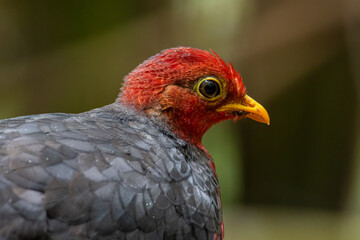 Nature wildlife image bird of crimson-headed partridge It is endemic to the island of Borneo