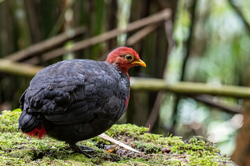 Nature wildlife image bird of crimson-headed partridge It is endemic to the island of Borneo
