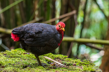 Nature wildlife image bird of crimson-headed partridge It is endemic to the island of Borneo