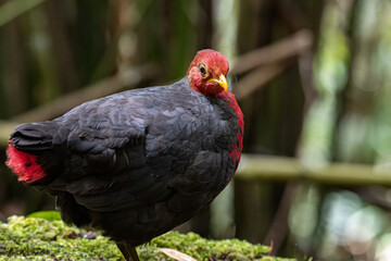 Nature wildlife image bird of crimson-headed partridge It is endemic to the island of Borneo