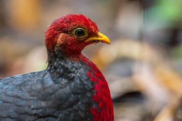 Nature wildlife image bird of crimson-headed partridge It is endemic to the island of Borneo