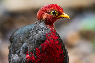 Nature wildlife image bird of crimson-headed partridge It is endemic to the island of Borneo
