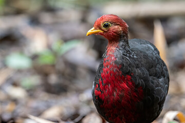 Nature wildlife image bird of crimson-headed partridge It is endemic to the island of Borneo