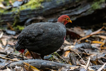 Nature wildlife image bird of crimson-headed partridge It is endemic to the island of Borneo