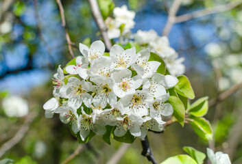 pear flowers on a natural background
