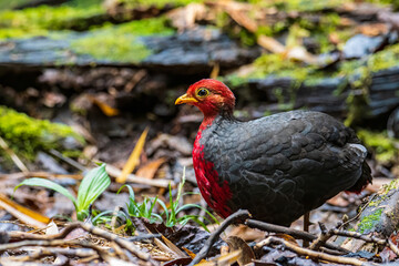 Nature wildlife image bird of crimson-headed partridge It is endemic to the island of Borneo