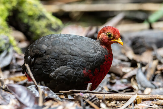 Nature wildlife image bird of crimson-headed partridge It is endemic to the island of Borneo